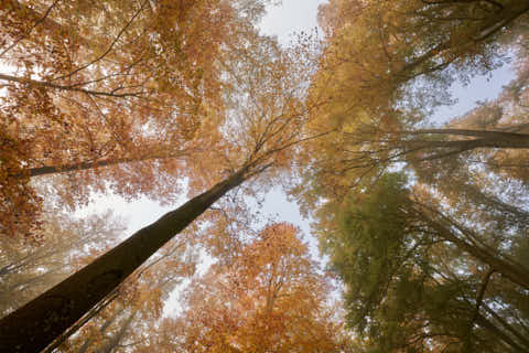 Gemeinde Bad_Griesbach Landkreis Passau Waldstück St2116 Herbst (Dirschl Johann) Deutschland PA